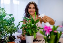 Care este cel mai potrivit loc pentru plante in locuinta?