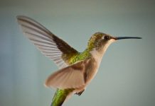 7 lucruri uluitoare despre colibri
