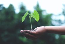 Ce-i in mana nu-i minciuna: iata cum te ajuta semintele de legume sa duci o viata mai sanatoasa!