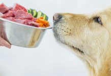 Hrana naturala sau procesata, ce este mai sanatos pentru animalul tau de companie?