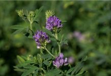 Semanarea si intretinerea lucernei