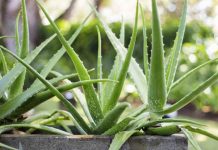 8 beneficii potentiale pentru sanatate ale plantei Aloe Vera