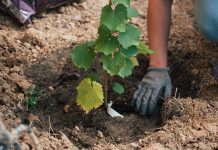 Cultivarea viței de vie. Pași esențiali pentru o recoltă bogată